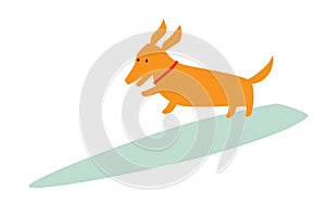 Dachshund dog surfers, vector cartoon illustration