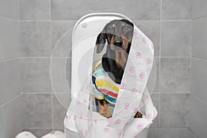 Dachshund dog with toilet paper on toilet bowl in rest room