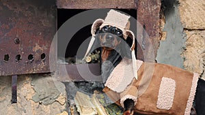 Dachshund dog transfers firewood from woodshed to steel stove