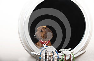 The dachshund dog turned its head and calmly looks away, sitting in front of an ivory framed mirror.