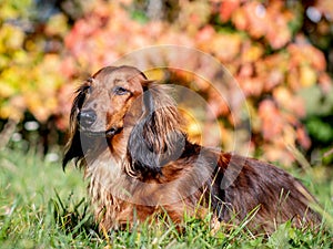 Dachshund dog waiting in the autumn meadow