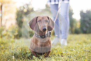 Dachshund dog walks on a leash with its owner on the green lawn