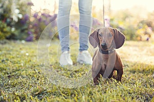 Dachshund dog walks on a leash with its owner on the green lawn