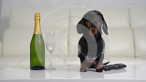 Dachshund dog walks to champagne glass and remote on table