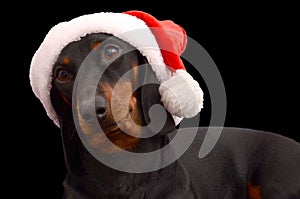 Dachshund dog wearing Santa hat