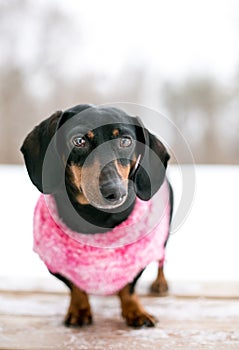 A Dachshund dog wearing a sweater outdoors in the snow