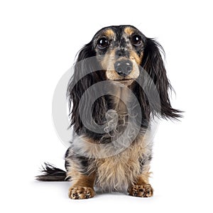 Dachshund dog on white background