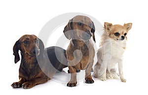 Dachshund dogs and chihuahua