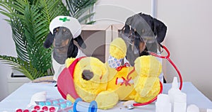 Dachshund dogs dressed as doctors cure torn teddy bear