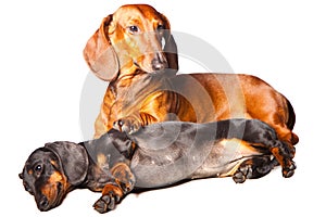 Dachshund Dogs posing on isolated white background