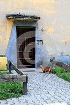 Dachshund in Doorway