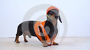 Dachshund dressed in a construction safety vest and helmet, portraying a builder's outfit looks around in fear and