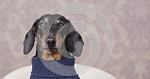 Dachshund dressed in knitted sweater looks around and barks