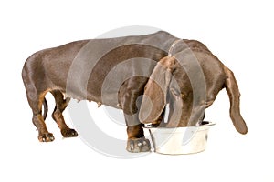 Dachshund eating