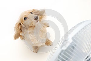 Dachshund and fan