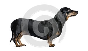 Dachshund in front of white background