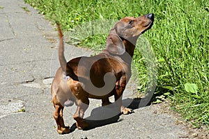 Dachshund. Funny red-haired dachshund dog walks in the park in the fresh air. Walking purebred dogs in summer on a sunny day