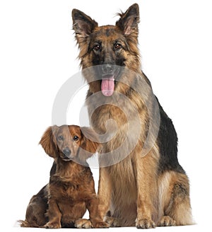 Dachshund and German Shepherd Dog photo