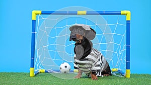 Dachshund in goalkeeper uniform and cap unsuccessfully protects football gate, soccer ball flies inside scoring goal on