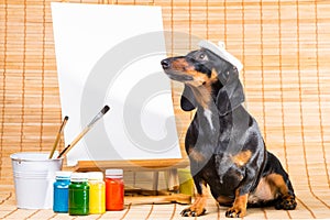 Dachshund in hat of artist near easel with clean canvas