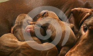 Dachshund with her puppies