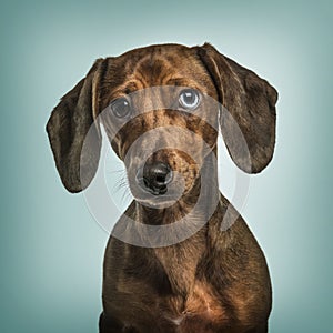 Dachshund with Heterochromia against turquoise background photo