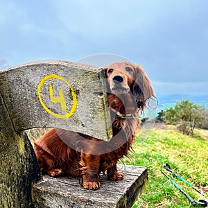 Dachshund hiking on mountains and hills