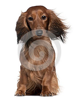 Dachshund with his hair in the wind