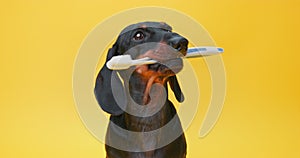 dachshund holding a toothbrush in its mouth against a bright yellow backdrop, showcasing pet dental care
