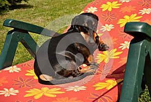 Dachshund on holiday