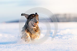 Dachshund hound dog in freezy winter time