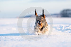 Dachshund hound dog in freezy winter time