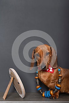 A dachshund hunting dog looks at the camera while sitting by a mirror with a black pearl necklace and bijouterie.