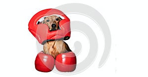 Dachshund hunting dog sits in red boxing gloves and a protective boxing helmet against a white banner in a photo studio.