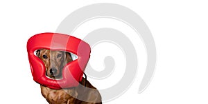 Dachshund hunting dog sits wearing a protective boxing red helmet on a white banner background in a photo studio.