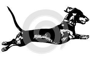 dachshund jumping, sketch silhouette