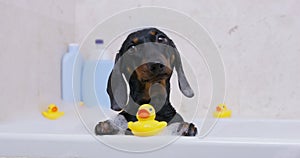 Dachshund leans on edge of tub with bubbles and rubber ducks
