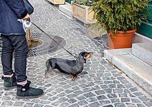 Dachshund on leash in front of building looking and waiting for someone. Owner holds plastic bag for dog droppings