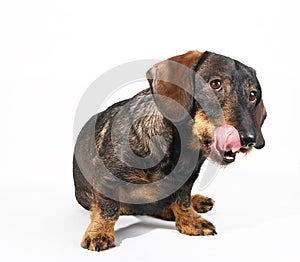 Dachshund licking snout