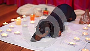 Dachshund lies on terry towel surrounded by small candles