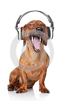 Dachshund listen music