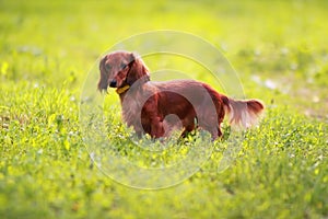 Dachshund