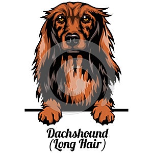 Dachshund long hair - dog breed. Color image of a dogs head isolated on a white background