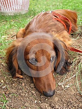 Dachshund long-haired dog