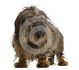 Dachshund looking away