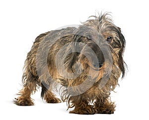 Dachshund looking at the camera and smiling