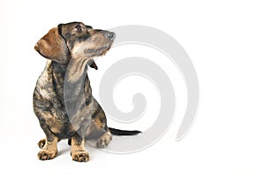 Dachshund looking up