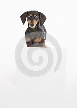 Dachshund looks at camera with a big white empty sign board in from of her in the studio