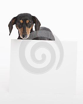 Dachshund looks at camera with a big white empty sign board in from of her in the studio