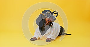 dachshund lounging in a soft bathrobe and oversized round glasses, posing against a vivid yellow backdrop
